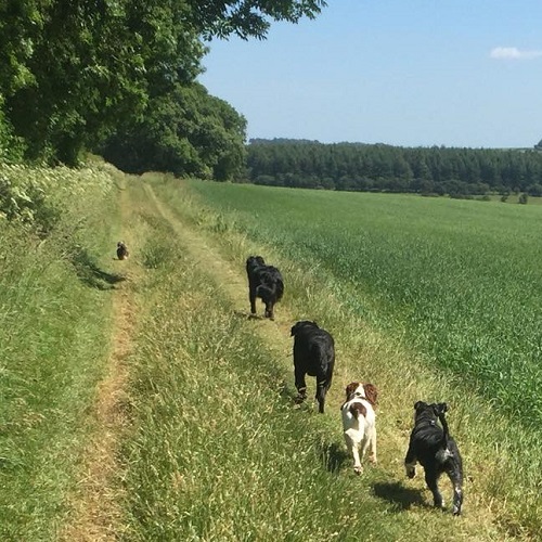 dog being trained