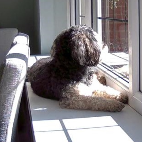 dog looking anxiously out of the window