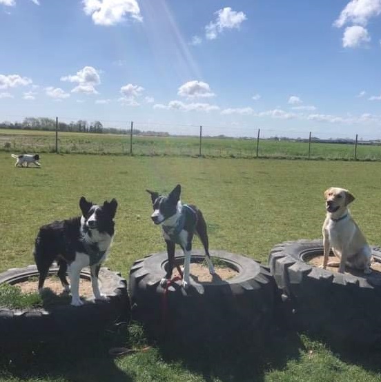 dogs having fun